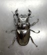 画像2: タランドゥスオオツヤクワガタ　♂７９ｍｍ／♀５２ｍｍ成虫ペア　 (2)