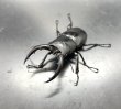 画像1: トクノシマノコギリクワガタ　♂５８ｍｍ／♀３５ｍｍ　成虫ペア　 (1)