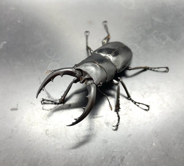 画像1: トクノシマノコギリクワガタ　♂５８ｍｍ／♀３５ｍｍ　成虫ペア　 (1)