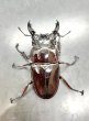 画像2: レギウスオオツヤクワガタ　♂６４ｍｍ／♀３８ｍｍ成虫ペア　 (2)