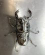 画像2: タランドゥスオオツヤクワガタ　♂７９ｍｍA’／♀５２ｍｍA'　成虫ペア　 (2)
