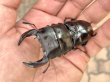 画像2: 台湾オオクワガタ　♂７４ｍｍ／♀４４ｍｍ／♀４３ｍｍ　成虫トリオ　 (2)