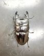 画像2: アルキデスヒラタクワガタ　♂８１ｍｍ／♀３８ｍｍ　成虫ペア (2)