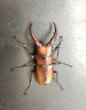 画像2: トカラノコギリクワガタ　♂５１ｍｍ／♀３６ｍｍ　成虫ペア　 (2)