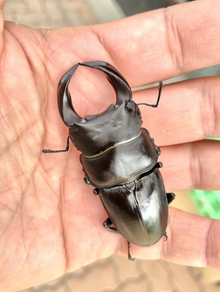 画像1: ■極太血統■ホペイオオクワガタ　♂６９ｍｍ／♀４４ｍｍ　成虫ペア (1)