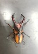 画像2: ミラビリスノコギリ　♂６４ｍｍ／♀３５ｍｍ　成虫ペア (2)