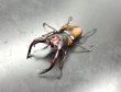画像1: ミラビリスノコギリ　♂６４ｍｍ／♀３５ｍｍ　成虫ペア (1)