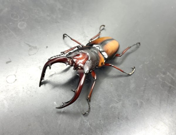 画像1: ミラビリスノコギリ　♂６４ｍｍ／♀３５ｍｍ　成虫ペア (1)