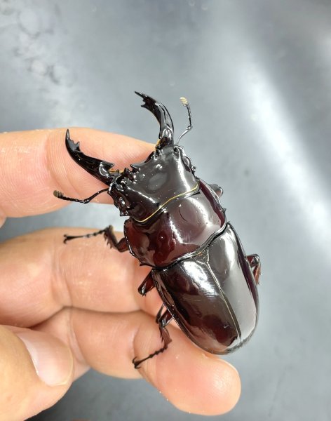 画像1: レギウスオオツヤクワガタ　♂７０ｍｍ／♀４３ｍｍ成虫ペア　 (1)