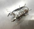 画像1: アルキデスヒラタクワガタ　♂８１ｍｍ／♀３８ｍｍ　成虫ペア (1)