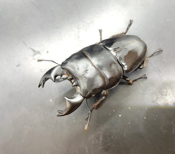 画像1: アルキデスヒラタクワガタ　♂８１ｍｍ／♀３８ｍｍ　成虫ペア (1)