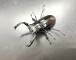 画像1: フキヌキシカクワガタ　♂５７ｍｍ／♀３３ｍｍ　成虫ペア　 (1)