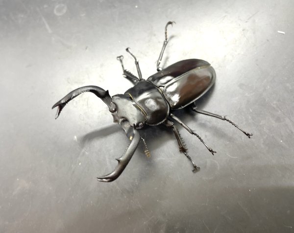 画像1: フキヌキシカクワガタ　♂５７ｍｍ／♀３３ｍｍ　成虫ペア　 (1)