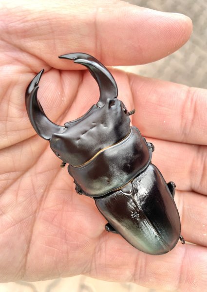 画像1: ■極太血統■ホペイオオクワガタ　♂７７ｍｍ／♀４３ｍｍ　成虫ペア (1)