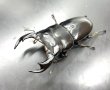 画像1: ブータンアンタエウス　♂８４ｍｍ／♀４８ｍｍ　成虫ペア　 (1)