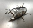 画像3: アルキデスヒラタクワガタ　♂８１ｍｍ／♀３８ｍｍ　成虫ペア (3)