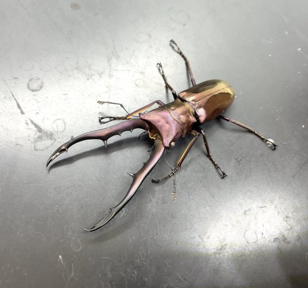 画像1: メタリフェルホソアカクワガタ（ピンクアイ）　♂６７ｍｍ成虫ペア　 (1)