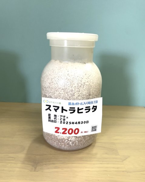 画像1: スマトラヒラタ（アチェ）　幼虫１頭（菌糸ボトル入り） (1)
