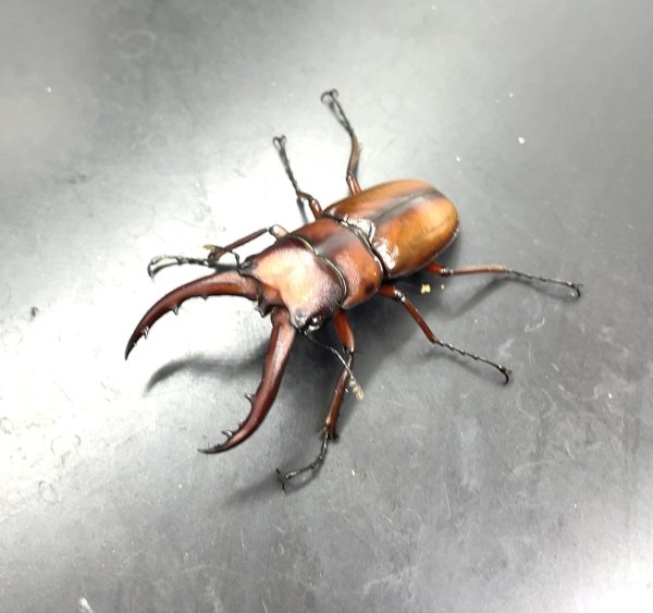 画像1: トカラノコギリクワガタ　♂５１ｍｍ／♀３６ｍｍ　成虫ペア　 (1)