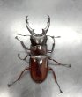 画像2: ボーリンフタマタクワガタ（バミノルム）　♂６１ｍｍ／♀４０ｍｍ (2)