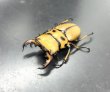 画像1: メリーメンガタクワガタ　♂５０ｍｍ／♀３３ｍｍ　成虫ペア (1)