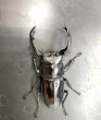 画像2: フキヌキシカクワガタ　♂５５ｍｍ／♀３１ｍｍ　成虫ペア　 (2)
