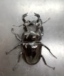 画像2: タランドゥスオオツヤクワガタ　♂７２ｍｍ／♀４６ｍｍ　成虫ペア　 (2)