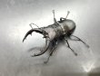 画像1: アマミノコギリクワガタ　♂６７ｍｍ／♀４０ｍｍ　成虫ペア　 (1)