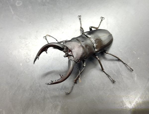画像1: アマミノコギリクワガタ　♂６７ｍｍ／♀４０ｍｍ　成虫ペア　 (1)