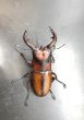 画像2: トカラノコギリクワガタ　♂６５ｍｍ／♀３５ｍｍＵＰ　成虫ペア　 (2)