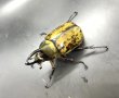 画像2: ヒルスシロカブト　♂Ｆｒｅｅ　単品 (2)