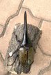 画像2: D.H.ヘラクレスオオカブト 　♂１３７ｍｍ／♀７０ｍｍ　成虫ペア  (2)