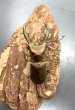 画像2: トルンカートゥスホソアカクワガタ　♂５４ｍｍ成虫ペア　 (2)