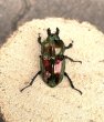 画像3: ニジイロクワガタ（レッドピカール血統）♂５５ｍｍ♀３５ｍｍ成虫ペア (3)