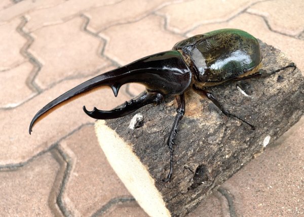 画像1: D.H.ヘラクレスオオカブト 　♂１４８ｍｍ／♀７０ｍｍ　成虫ペア  (1)