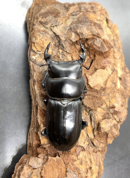 画像1: ツノボソオオクワガタ　♂３７ｍｍ／♀２７ｍｍ成虫ペア　 (1)