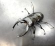 画像1: インターメディアツヤクワガタ　♂９４ｍｍ／♀５５ｍｍ　成虫ペア (1)