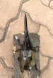 画像2: D.H.ヘラクレスオオカブト 　♂１４８ｍｍ／♀７０ｍｍ　成虫ペア  (2)