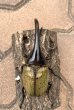 画像2: D.H.ヘラクレスオオカブト 　♂１２１ｍｍ（角曲がり）／♀６３ｍｍ　成虫ペア  (2)