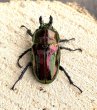 画像3: ニジイロクワガタ（レッドピカール血統）♂５３ｍｍ♀３６ｍｍ成虫ペア (3)