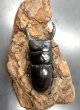 画像2: ティティウスヒラタ ssp.　♂４７ｍｍ／♀３４ｍｍ　成虫ペア　 (2)