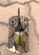 画像2: D.H.ヘラクレスオオカブト 　♂１２３ｍｍ／♀６３ｍｍ　成虫ペア  (2)