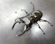 画像2: インターメディアツヤクワガタ　♂９４ｍｍ／♀５５ｍｍ　成虫ペア (2)