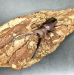 画像1: メタリフェルホソアカクワガタ（ブルーパープル血統）　♂６０ｍｍ成虫ペア　 (1)