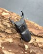 画像1: プンクティペンニスネブトクワガタ　♂３５ｍｍ　成虫ペア (1)