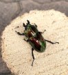 画像4: ニジイロクワガタ（レッドピカール血統）♂５５ｍｍ♀３５ｍｍ成虫ペア (4)