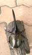 画像2: D.H.ヘラクレスオオカブト 　♂１４３ｍｍ／♀７３ｍｍ　成虫ペア  (2)