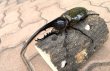画像1: D.H.ヘラクレスオオカブト 　♂１４３ｍｍ／♀７３ｍｍ　成虫ペア  (1)