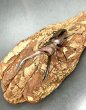 画像2: メタリフェルホソアカクワガタ（ブルーパープル血統）　♂６０ｍｍ成虫ペア　 (2)