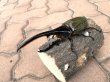 画像1: D.H.ヘラクレスオオカブト 　♂１５０ｍｍ／♀７３ｍｍ　成虫ペア  (1)